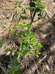 Maclura cochinchinensis