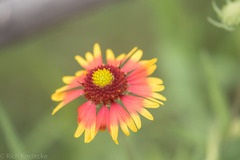 Gaillardia coahuilensis