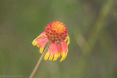 Gaillardia suavis