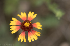 Gaillardia coahuilensis