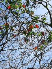 Ileostylus micranthus