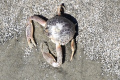 Persephona aquilonaris