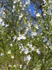 Prostanthera nivea