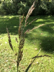 Sorghum halepense