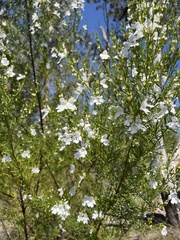 Prostanthera nivea