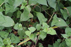 Persicaria thunbergii