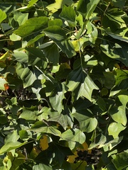 Populus