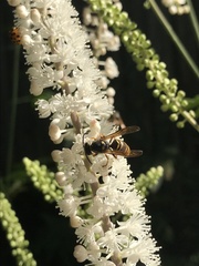 Vespinae