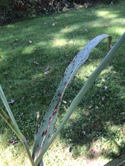Sorghum halepense