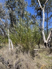 Prostanthera nivea