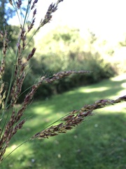 Sorghum halepense