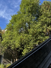 Populus
