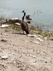 Branta canadensis