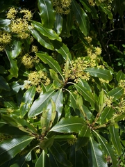Pittosporum eugenioides