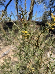 Acacia triptera