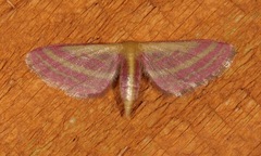 Leptostales laevitaria