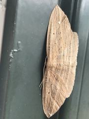 Epiphryne verriculata