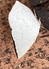 Curetis acuta paracuta