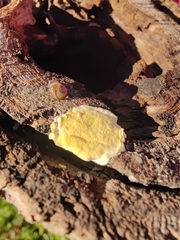 Trichoderma sulphureum