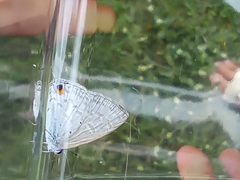 Catochrysops panormus exiguus