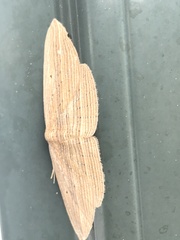 Epiphryne verriculata