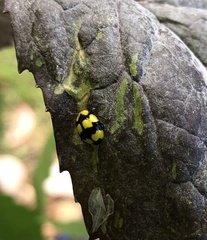 Illeis galbula