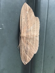 Epiphryne verriculata