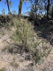 Acacia triptera