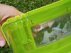 Catochrysops panormus exiguus