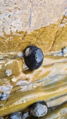 Nerita melanotragus