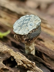 Xylaria flabelliformis