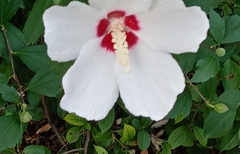 Hibiscus syriacus