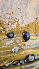 Nerita melanotragus
