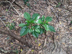 Dendrocnide photiniiphylla