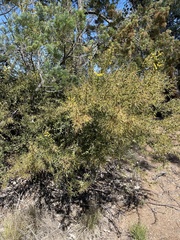 Acacia triptera