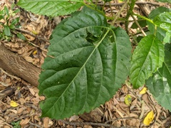 Dendrocnide photiniiphylla