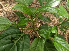 Dendrocnide photiniiphylla