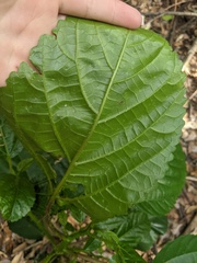 Dendrocnide photiniiphylla