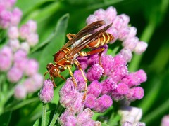 Polistes bellicosus