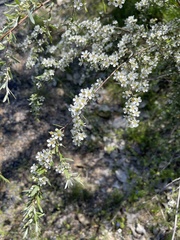 Leptospermum