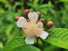 Tetracera indica