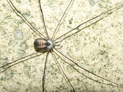 Leiobunum roseum