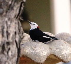 Dryobates albolarvatus