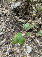 Rubus neomexicanus