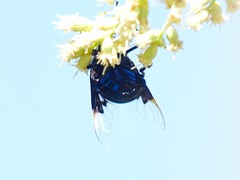 Copestylum violaceum