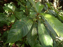 Saurauia tristyla