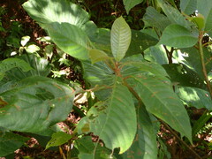 Saurauia tristyla