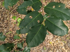 Celtis paniculata
