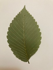 Ulmus americana