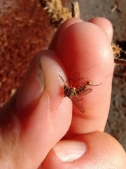 Aedes vexans
